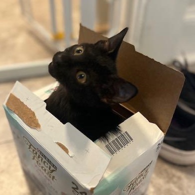 Orapax Goddesses - 4 Kittens!, a Adoptable Domestic Short Hair in Norfolk, VA image 2/6