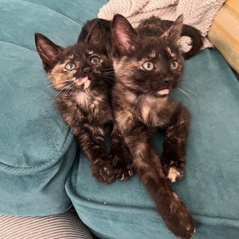 Orapax Goddesses - 4 Kittens! 2