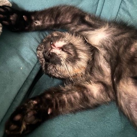 Orapax Goddesses - 4 Kittens!, a Adoptable Domestic Short Hair in Norfolk, VA image 4/6