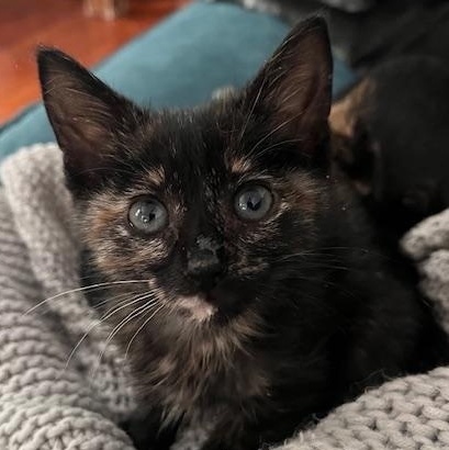 Orapax Goddesses - 4 Kittens!, a Adoptable Domestic Short Hair in Norfolk, VA image 5/6