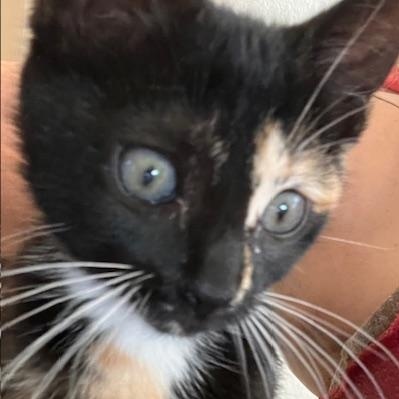 Orapax Goddesses - 4 Kittens!, a Adoptable Domestic Short Hair in Norfolk, VA image 6/6