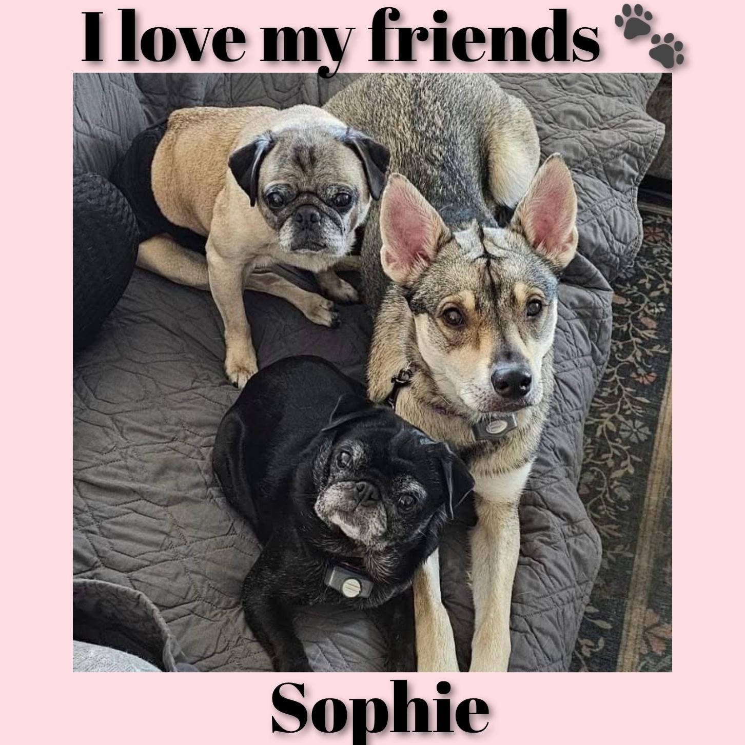 Enlarge Sophie, a ADOPTABLE German Shepherd Dog in Fredericksburg, VA image 5/6