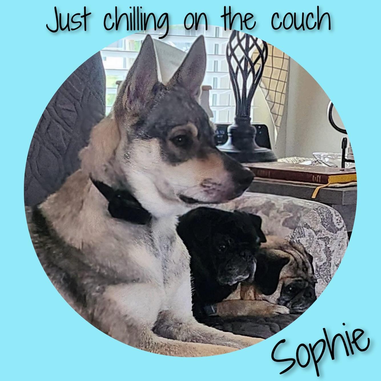 Enlarge Sophie, a ADOPTABLE German Shepherd Dog in Fredericksburg, VA image 2/6