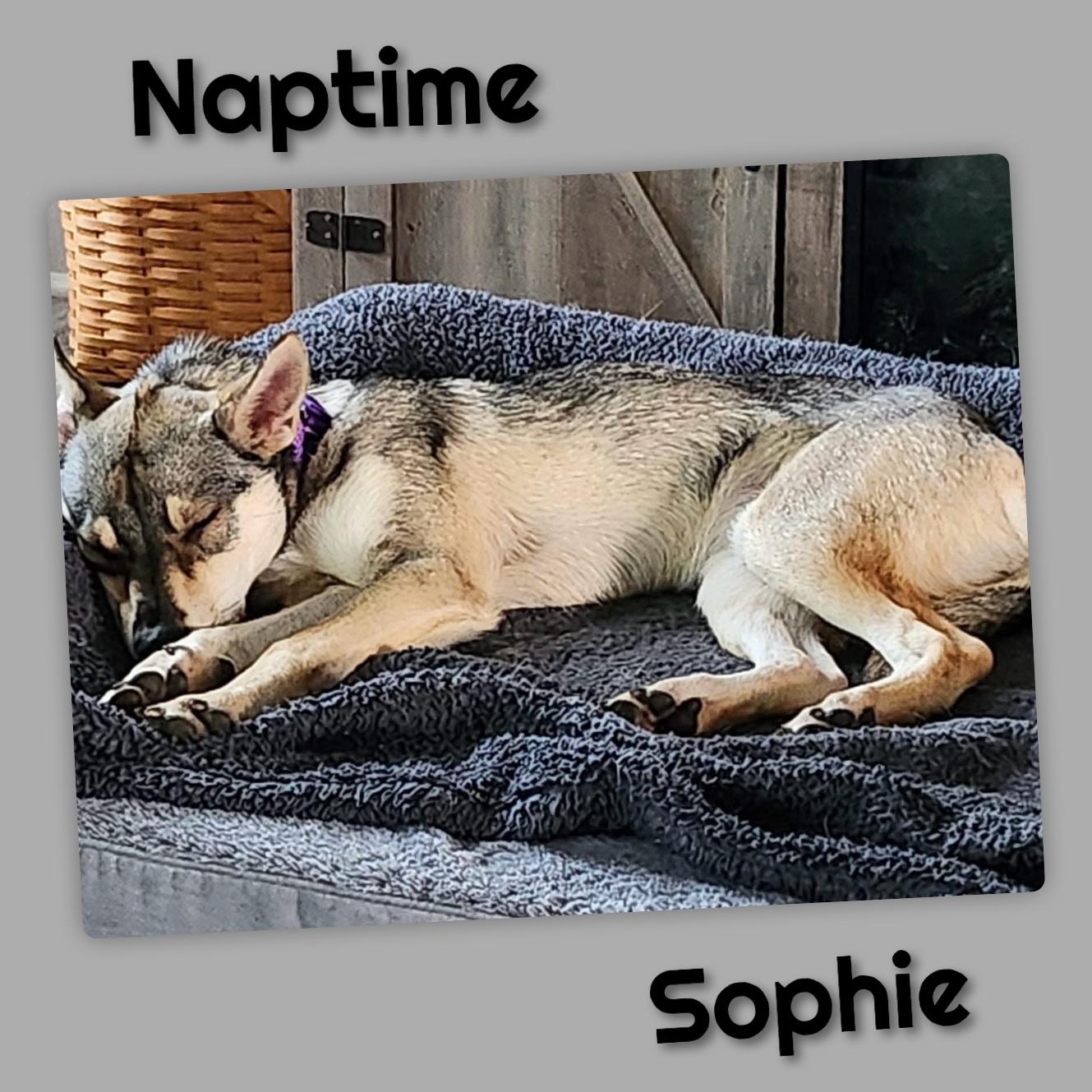 Enlarge Sophie, a ADOPTABLE German Shepherd Dog in Fredericksburg, VA image 4/6