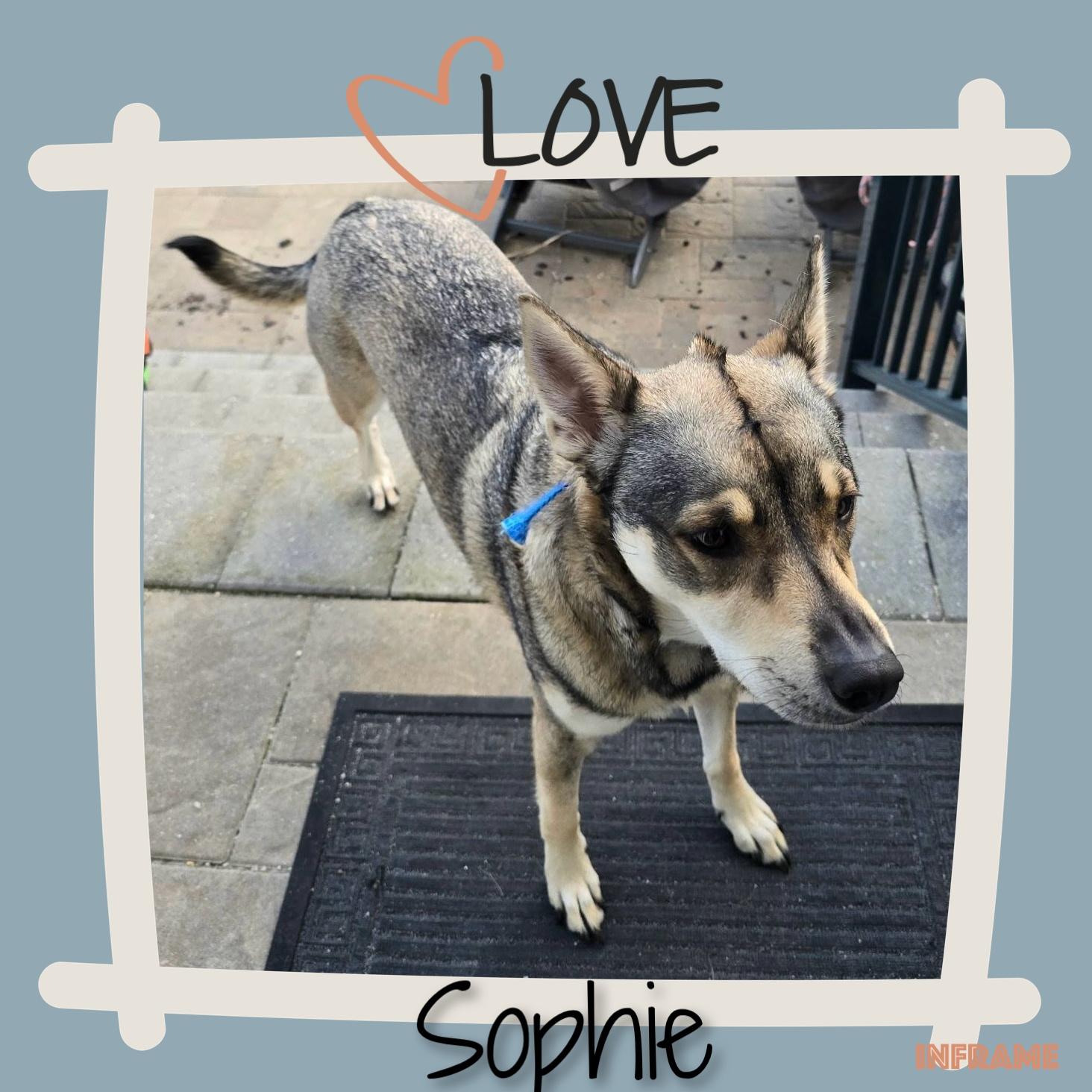 Enlarge Sophie, a ADOPTABLE German Shepherd Dog in Fredericksburg, VA image 6/6