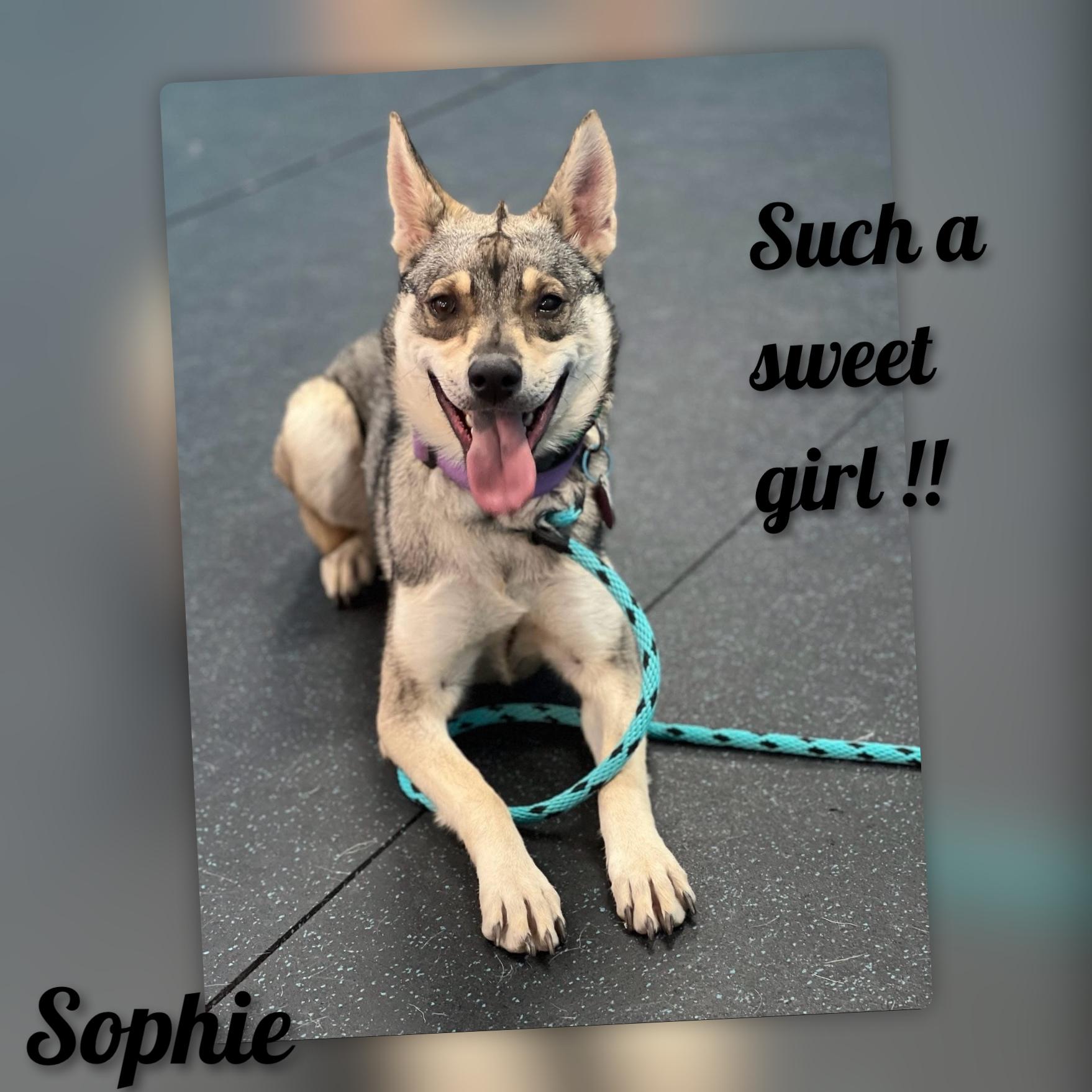Enlarge Sophie, a ADOPTABLE German Shepherd Dog in Fredericksburg, VA image 1/6