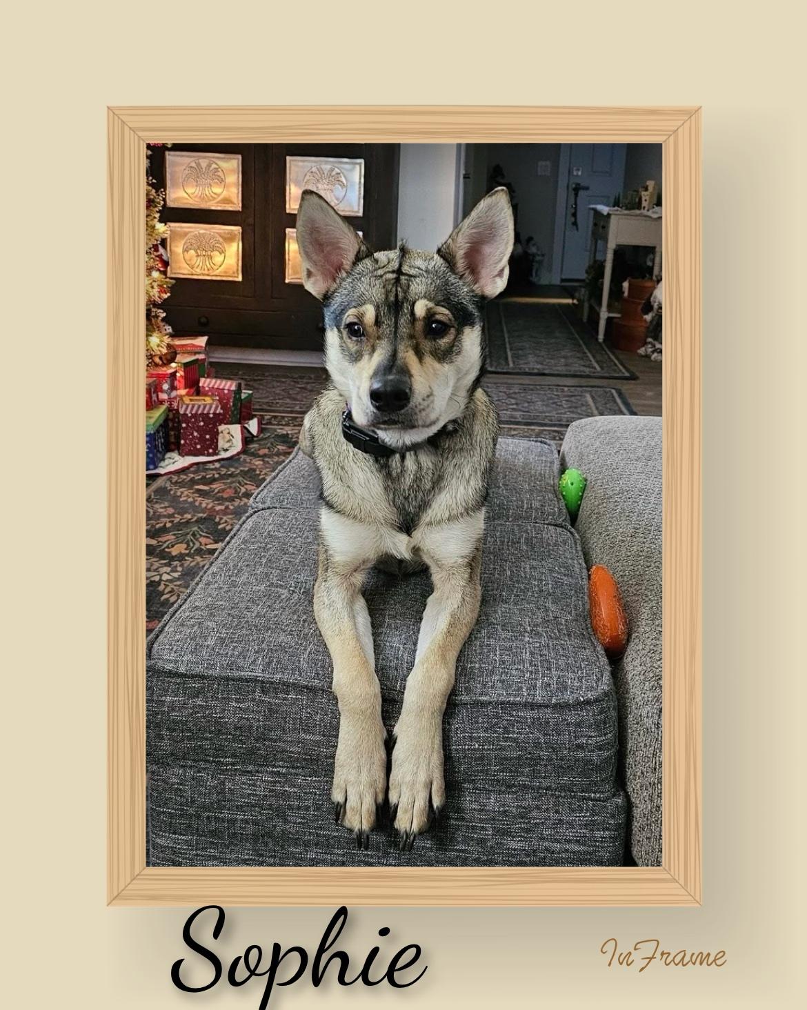 Enlarge Sophie, a ADOPTABLE German Shepherd Dog in Fredericksburg, VA image 3/6