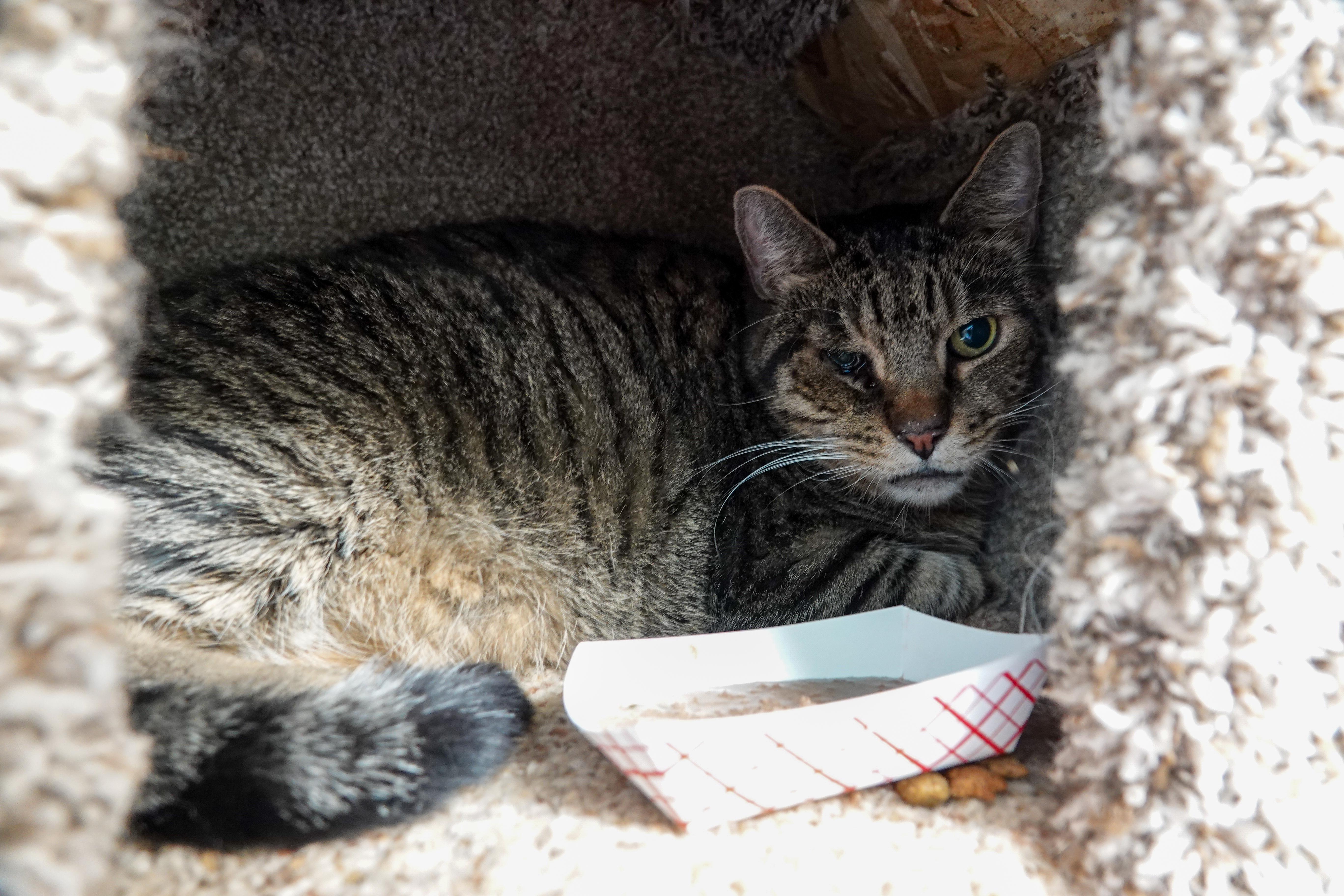 Leonidas, ADOPTABLE, Adult Male Domestic Short Hair.