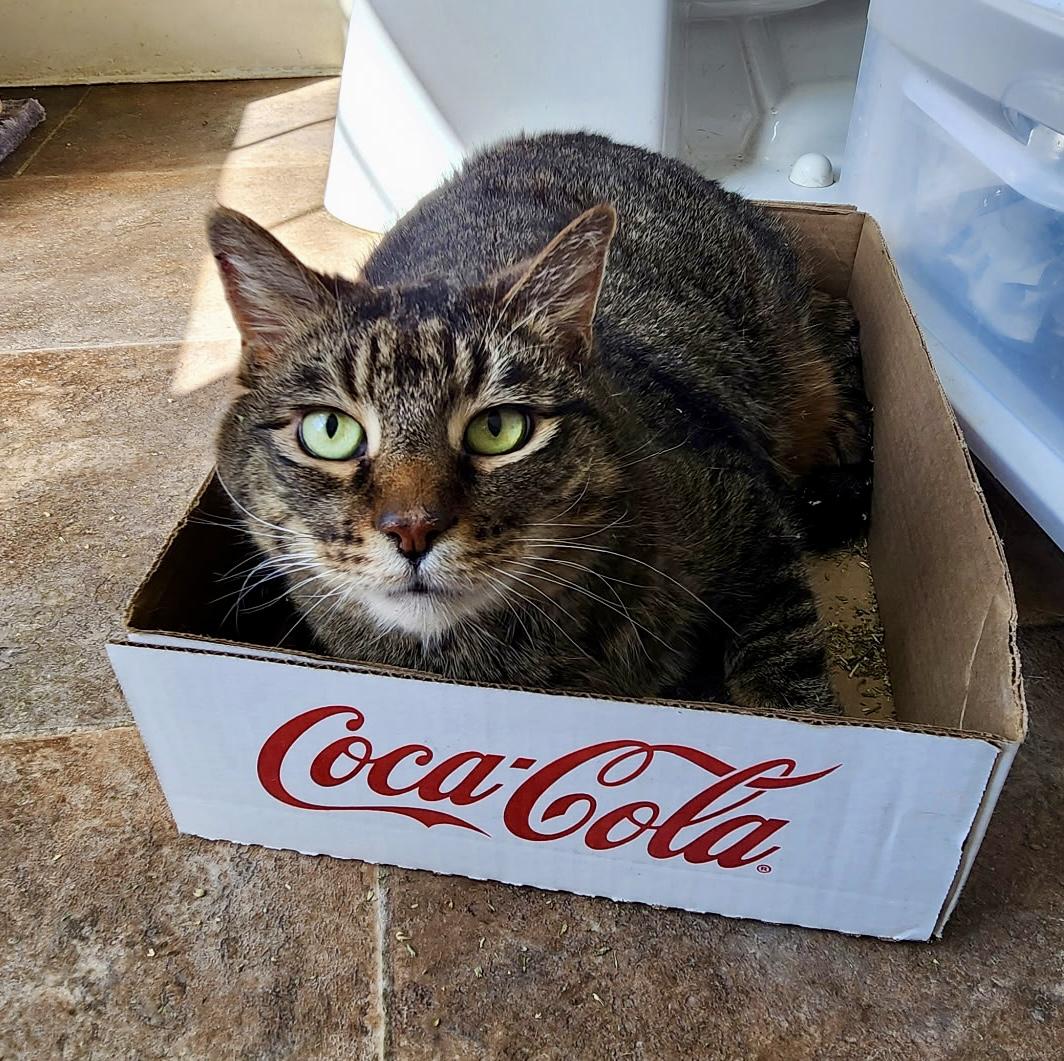 Chickie, an adopted Domestic Short Hair in Queenstown, MD image 6/6