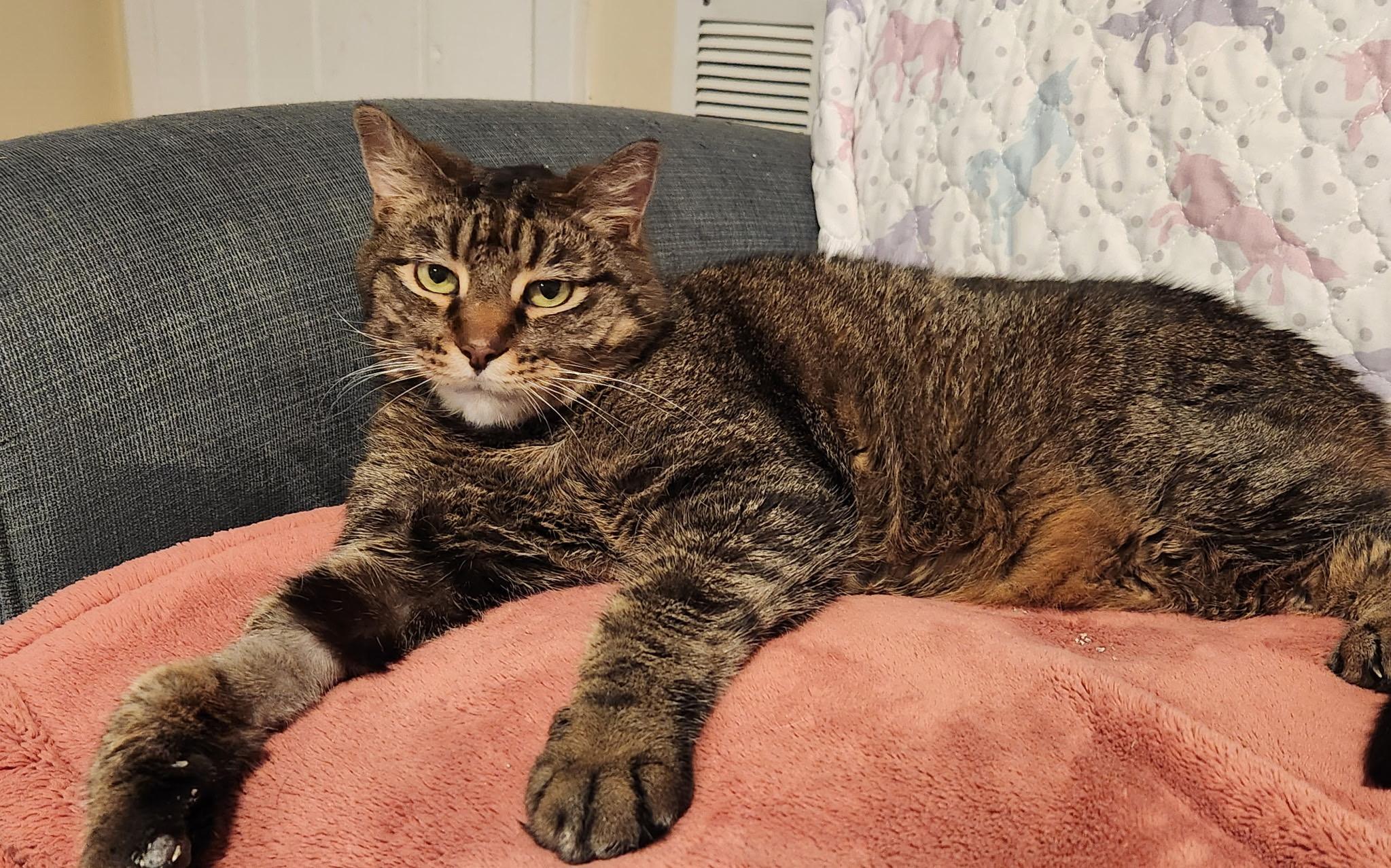 Chickie, an adopted Domestic Short Hair in Queenstown, MD image 2/6