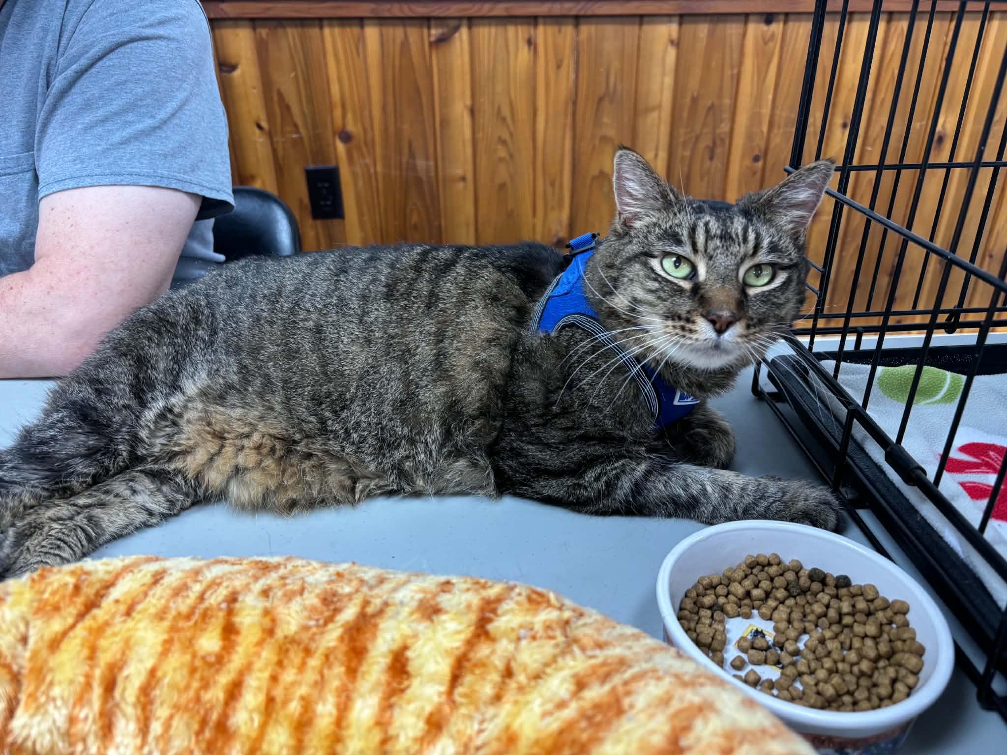 Chickie, an adopted Domestic Short Hair in Queenstown, MD image 5/6