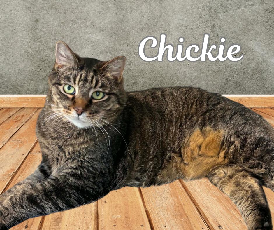 Chickie, adopted, Senior Female Domestic Short Hair.