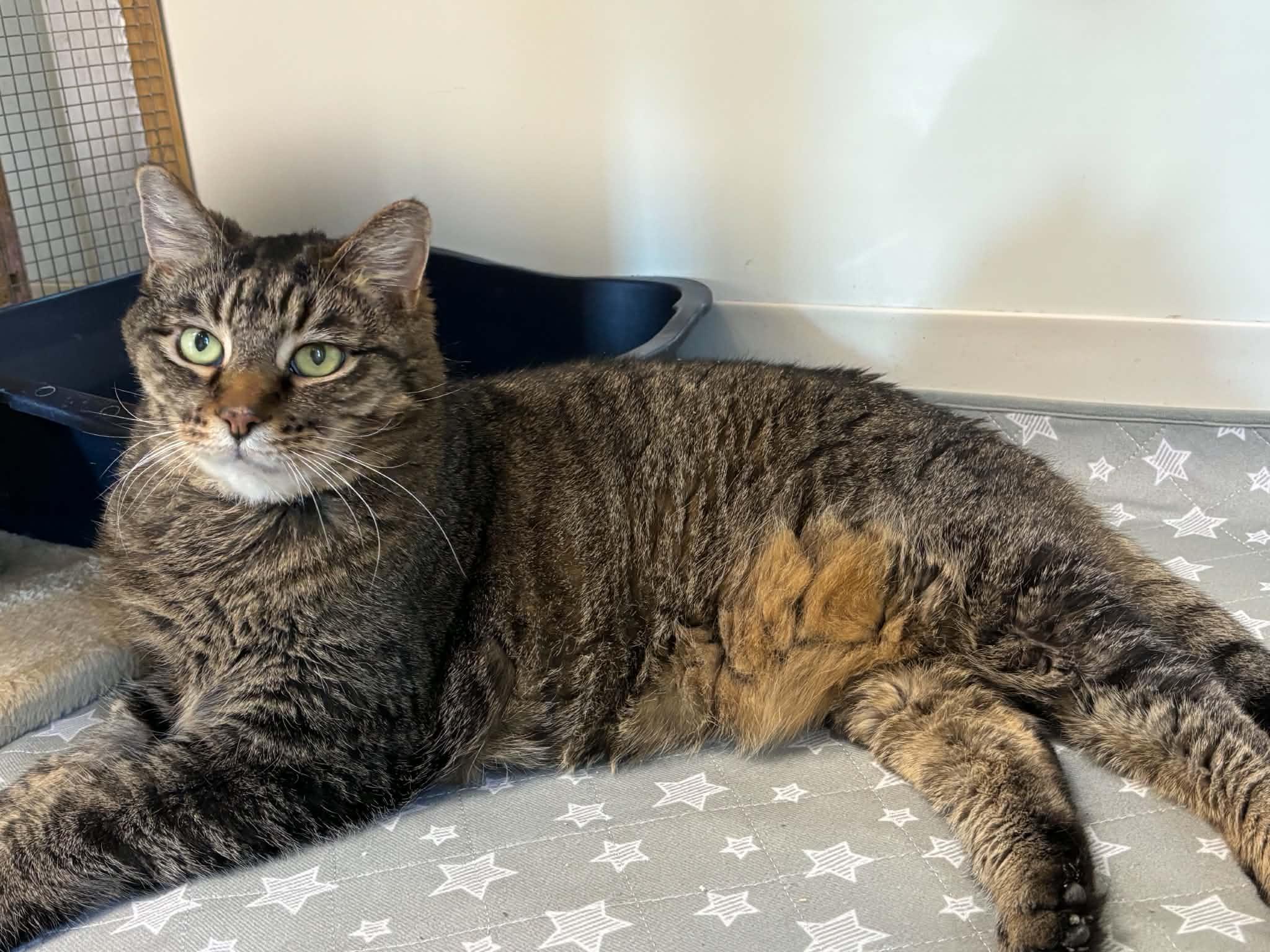 Chickie, an adopted Domestic Short Hair in Queenstown, MD image 3/6