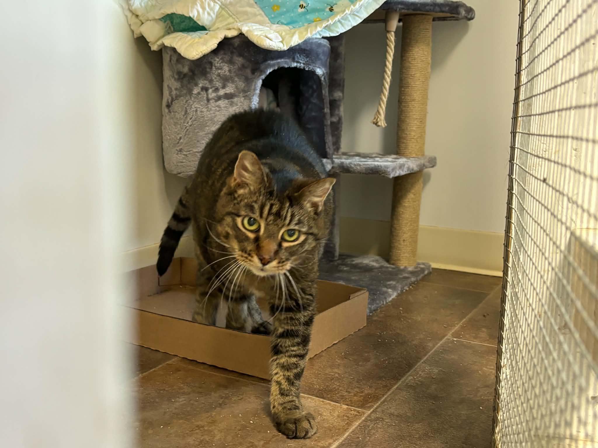 Chickie, an adopted Domestic Short Hair in Queenstown, MD image 4/6