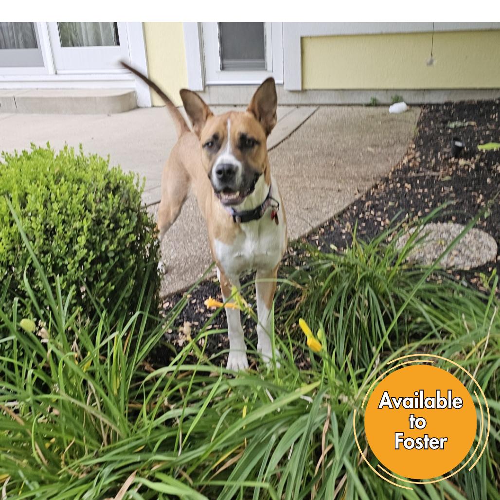 Duke, Adoptable, Adult Male Shepherd & Boxer.