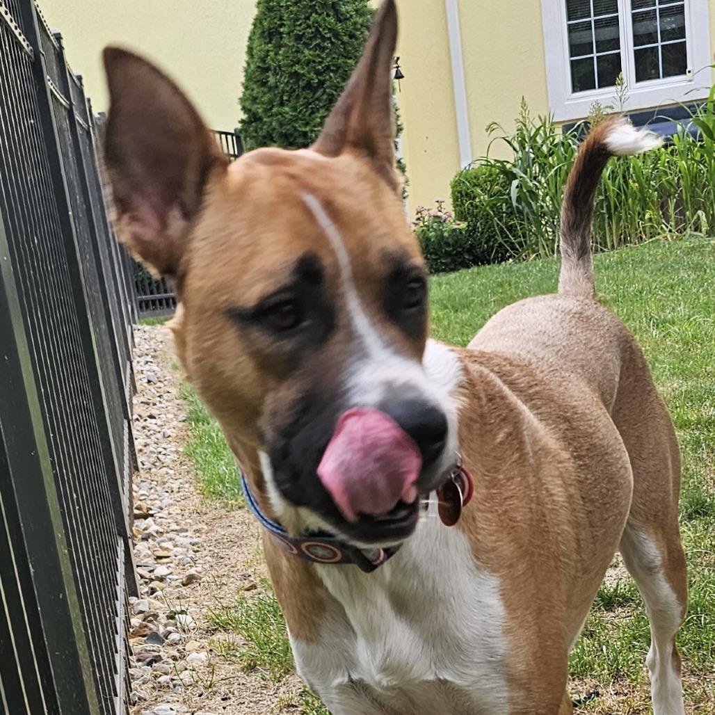 Enlarge Duke, a Adoptable mixed breed in Normal, IL image 2/6