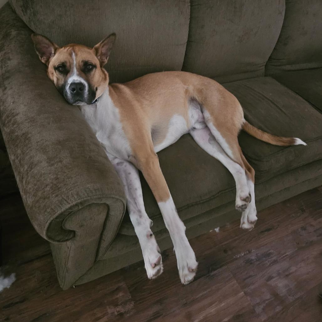 Enlarge Duke, a Adoptable mixed breed in Normal, IL image 2/6