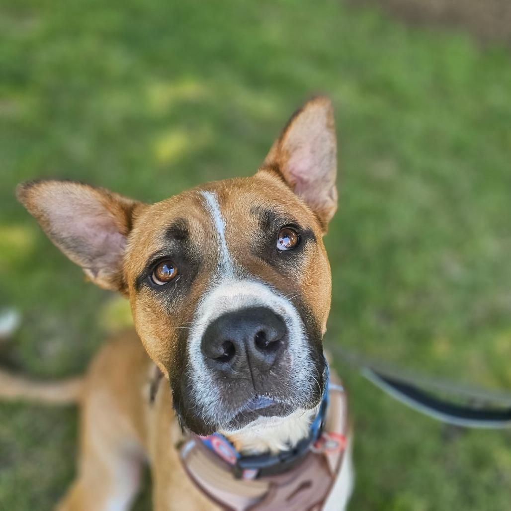 Enlarge Duke, a Adoptable mixed breed in Normal, IL image 3/6