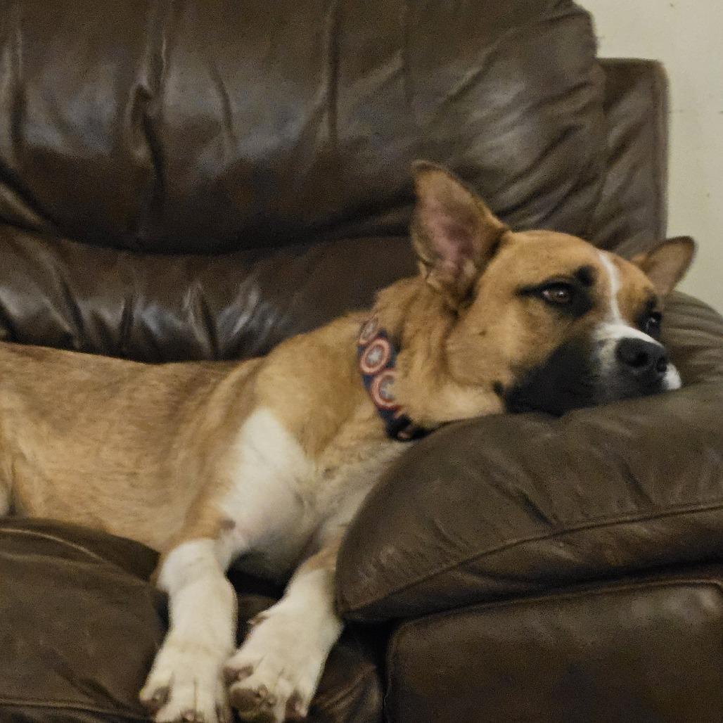 Enlarge Duke, a Adoptable mixed breed in Normal, IL image 4/6