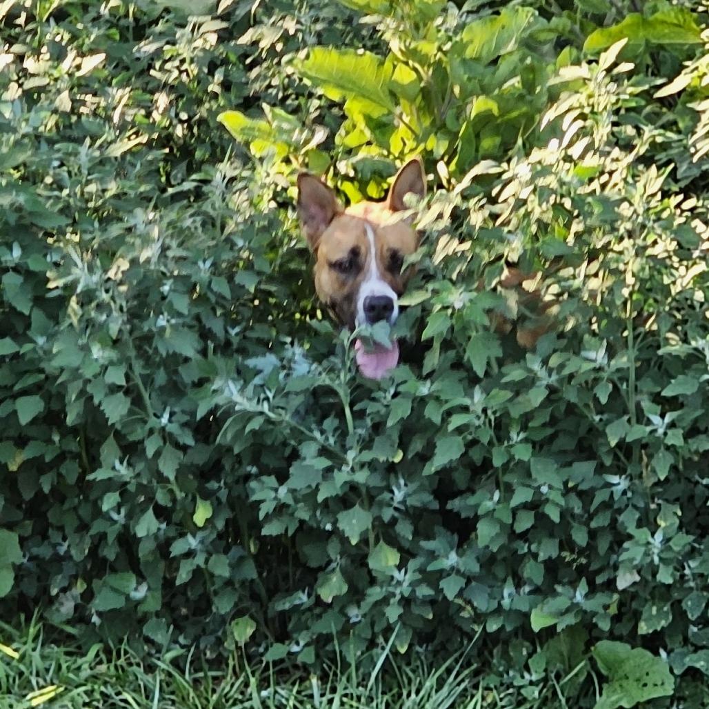 Enlarge Duke, a Adoptable mixed breed in Normal, IL image 5/6