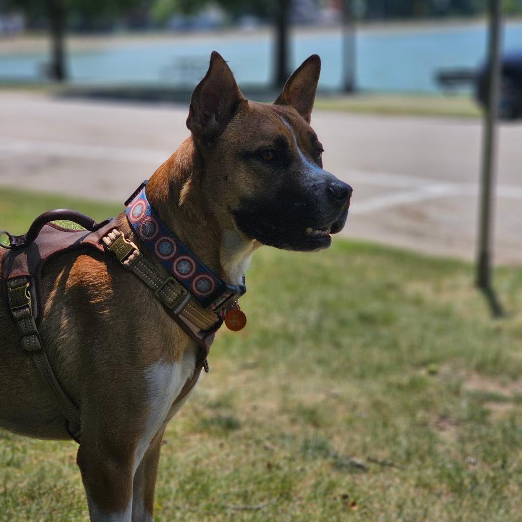 Enlarge Duke, a Adoptable mixed breed in Normal, IL image 6/6