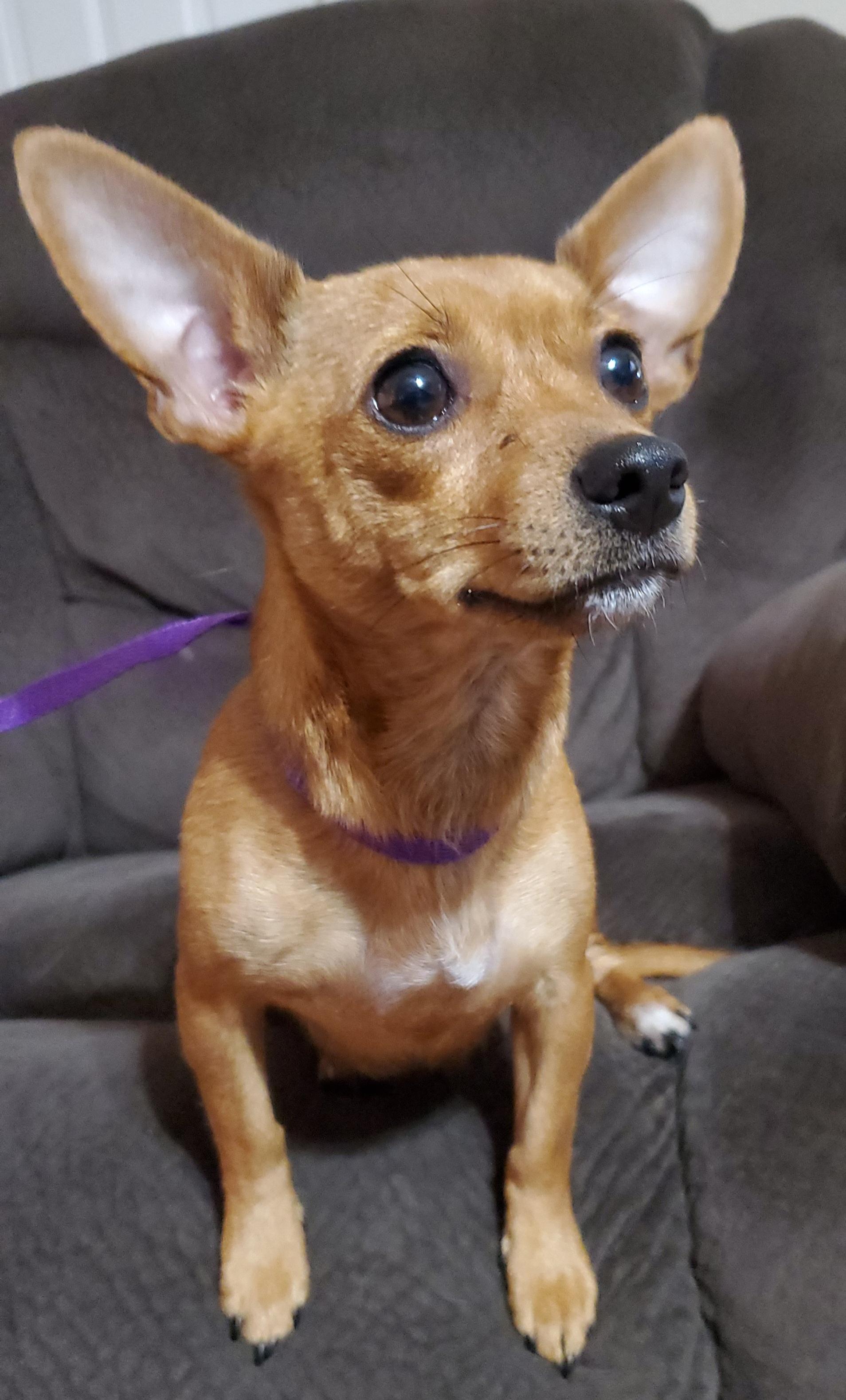 Enlarge Rosa María , a Adoptable Chihuahua in Jacksonville, FL image 1/3