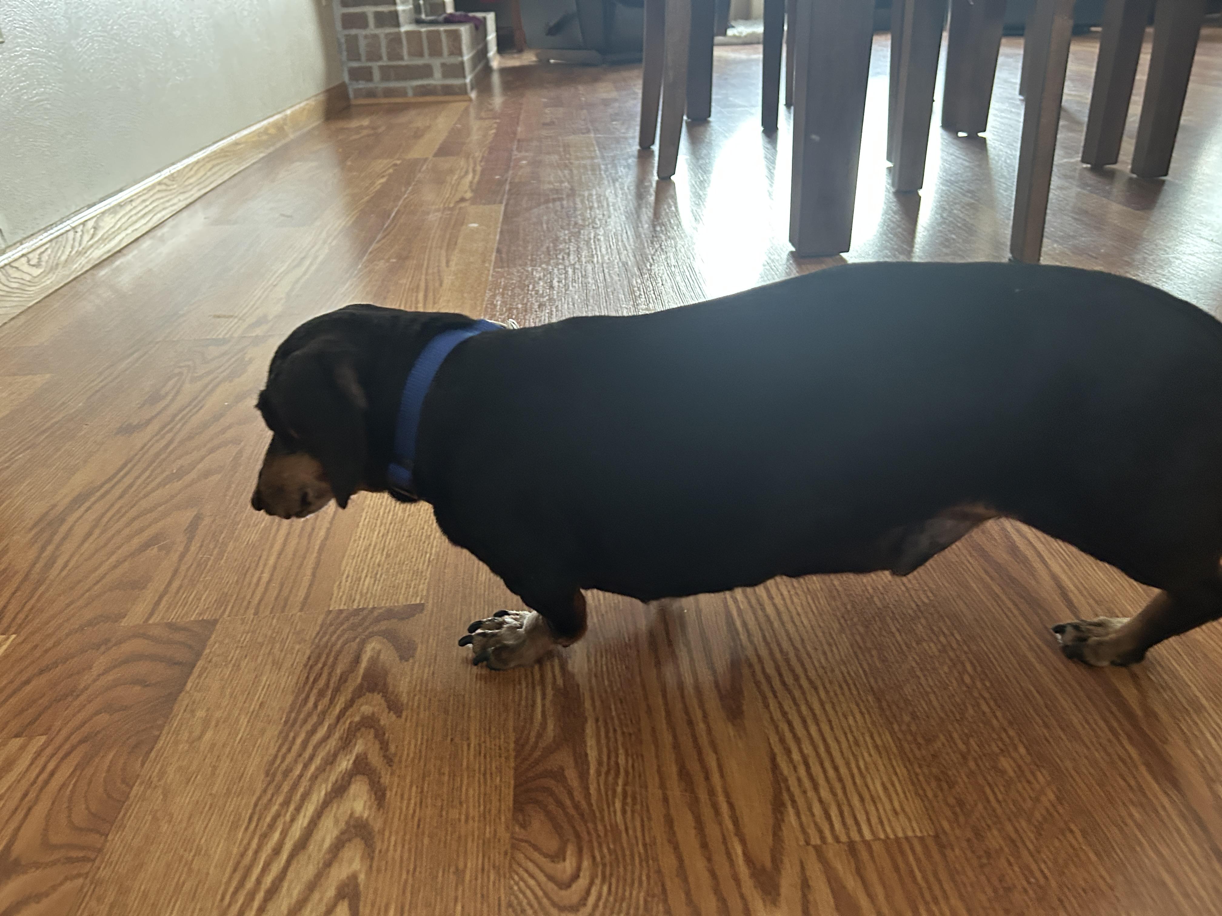 Mikey, a ADOPTABLE Dachshund in Whitewater, WI image 3/5