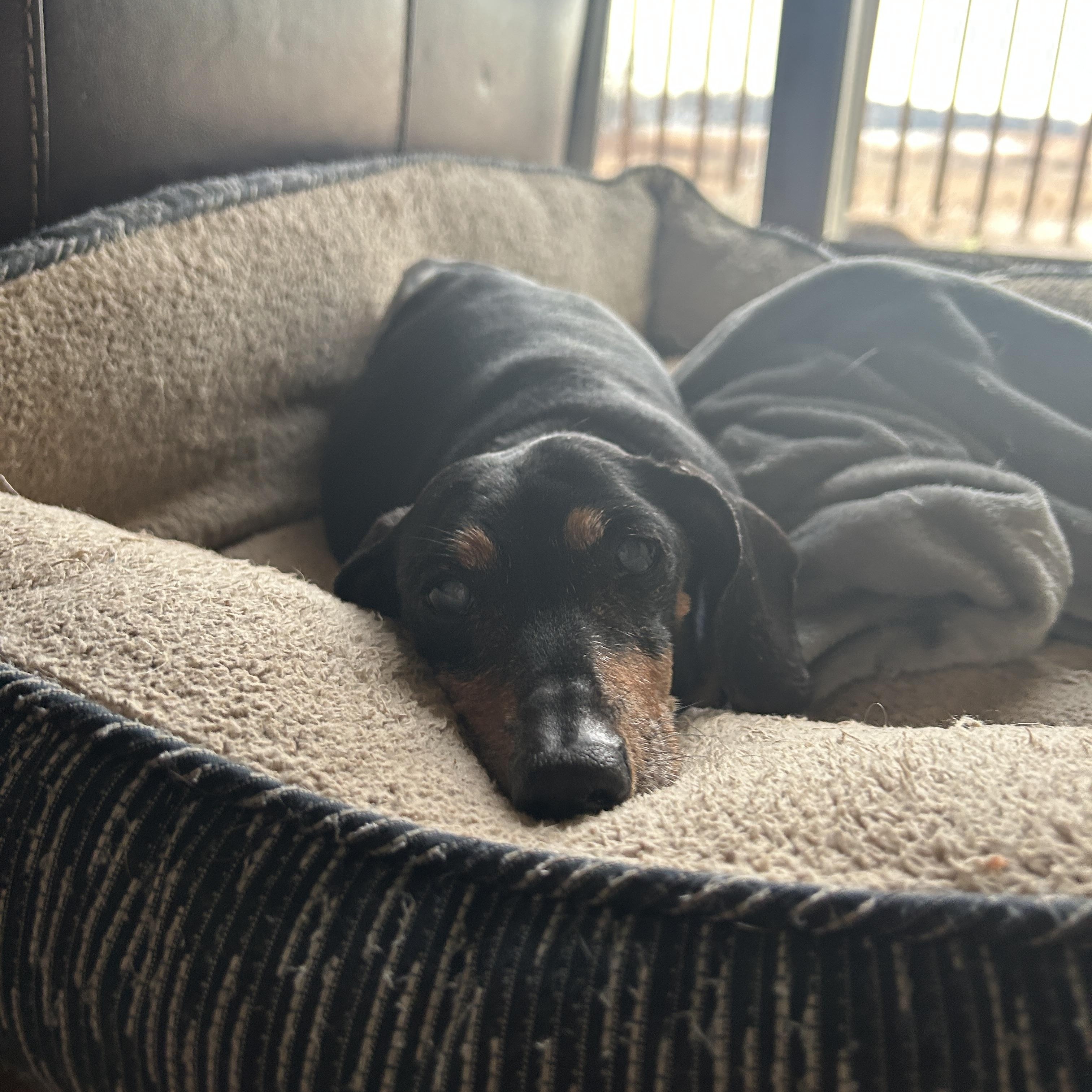 Mikey, ADOPTABLE, Senior Male Dachshund.