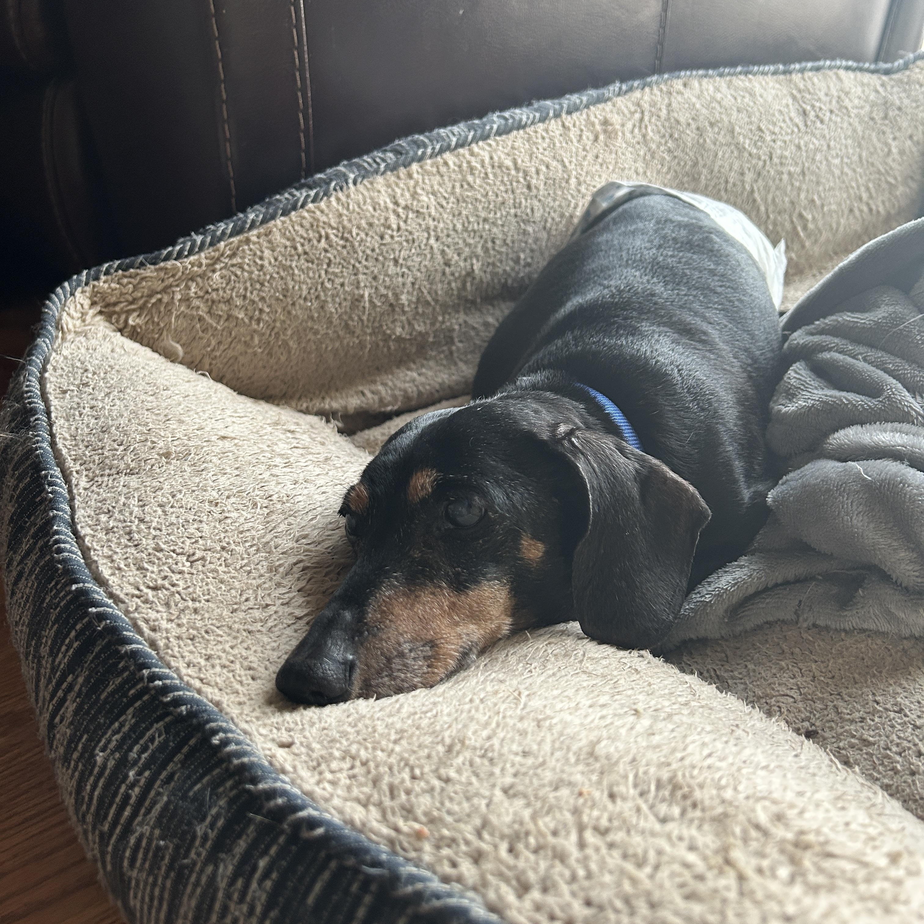 Mikey, a ADOPTABLE Dachshund in Whitewater, WI image 5/5