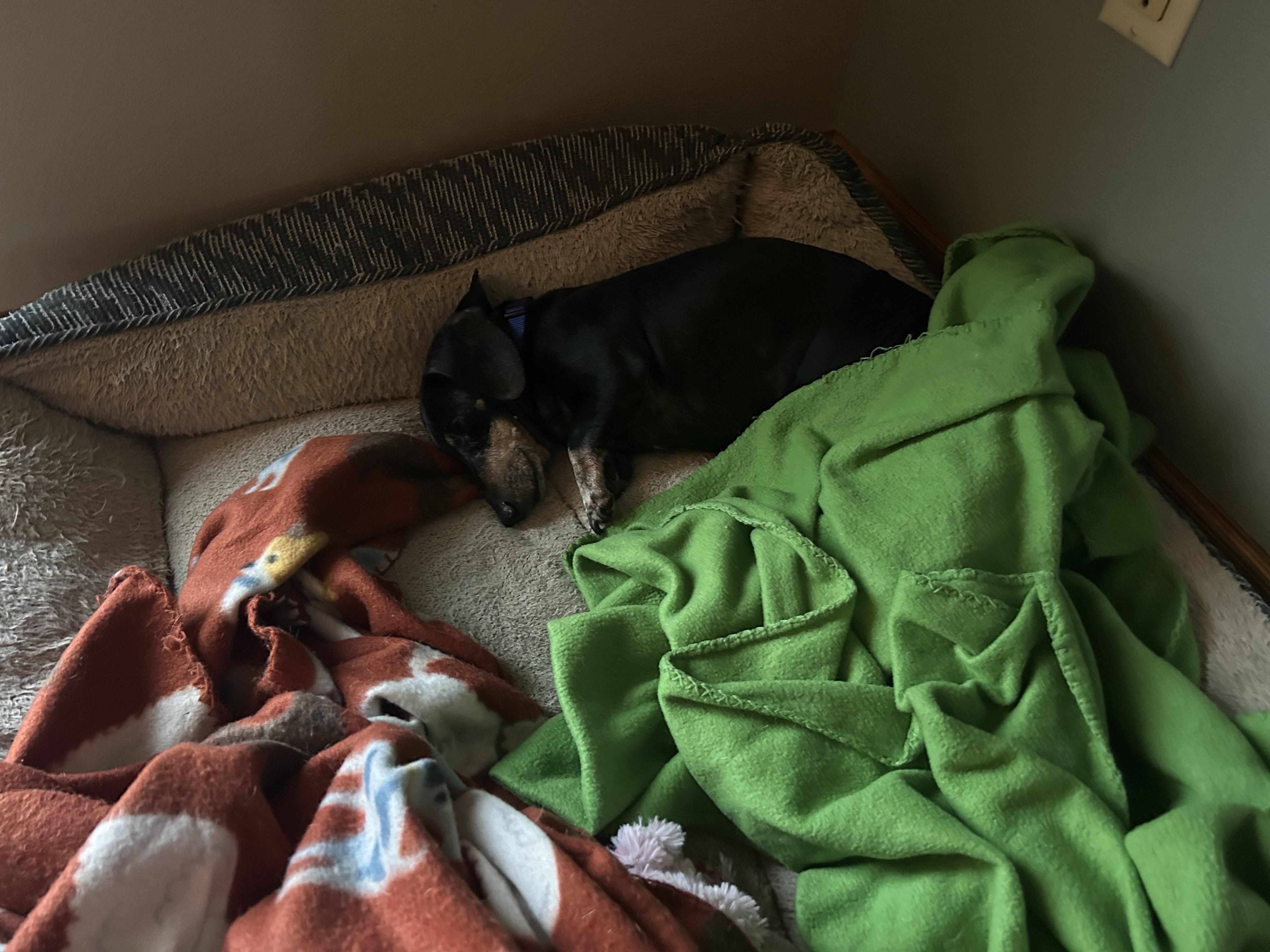 Mikey, a ADOPTABLE Dachshund in Whitewater, WI image 4/5