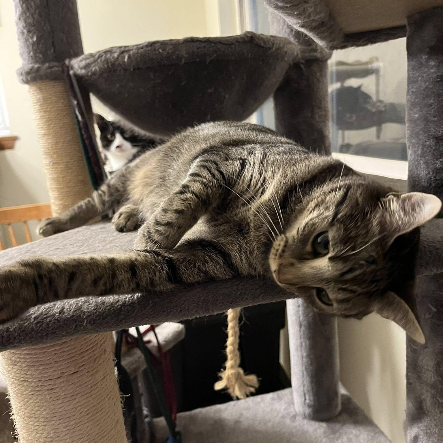 Ashton, a Adoptable Domestic Short Hair in Milwaukee, WI image 4/6