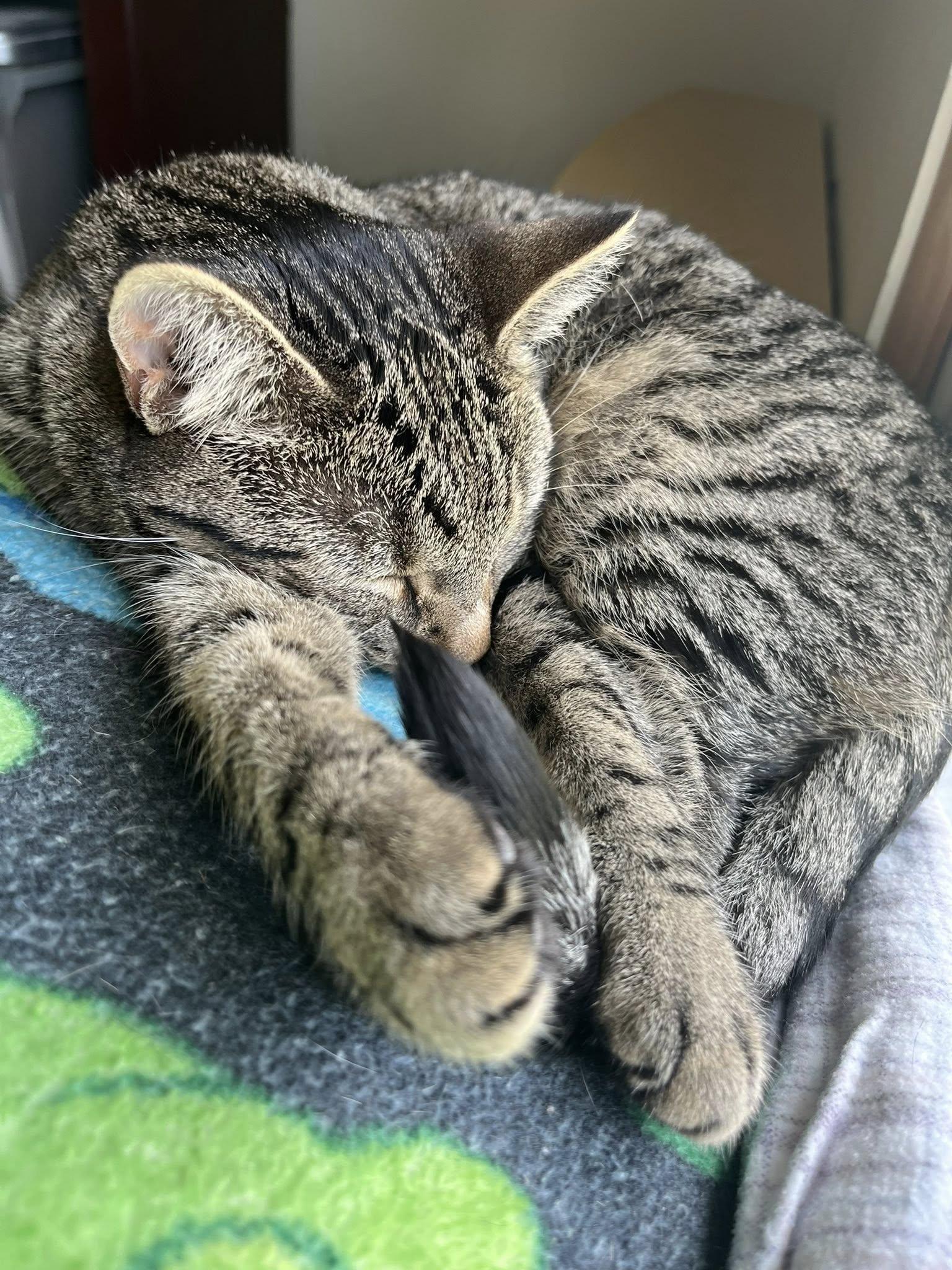 Ashton, a Adoptable Domestic Short Hair in Milwaukee, WI image 5/6