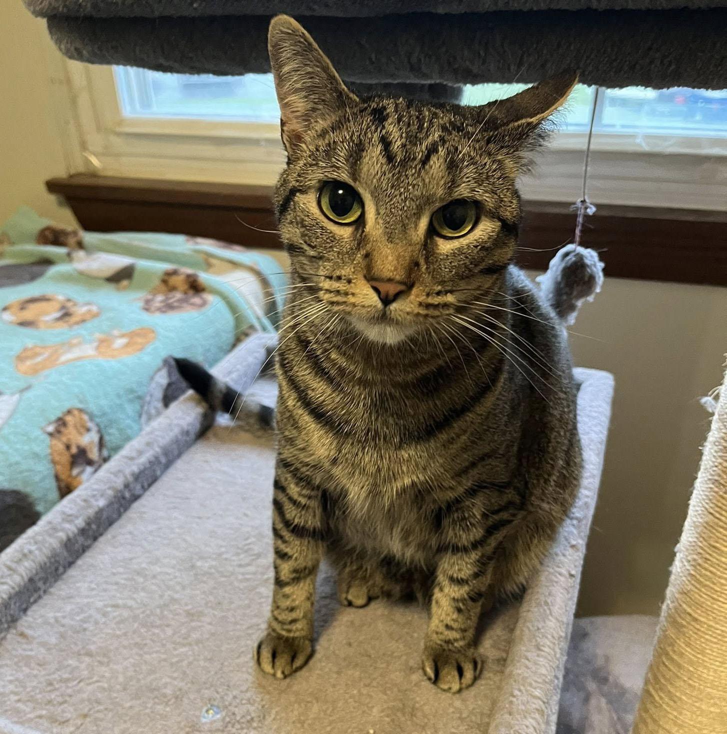 Ashton, a Adoptable Domestic Short Hair in Milwaukee, WI image 6/6