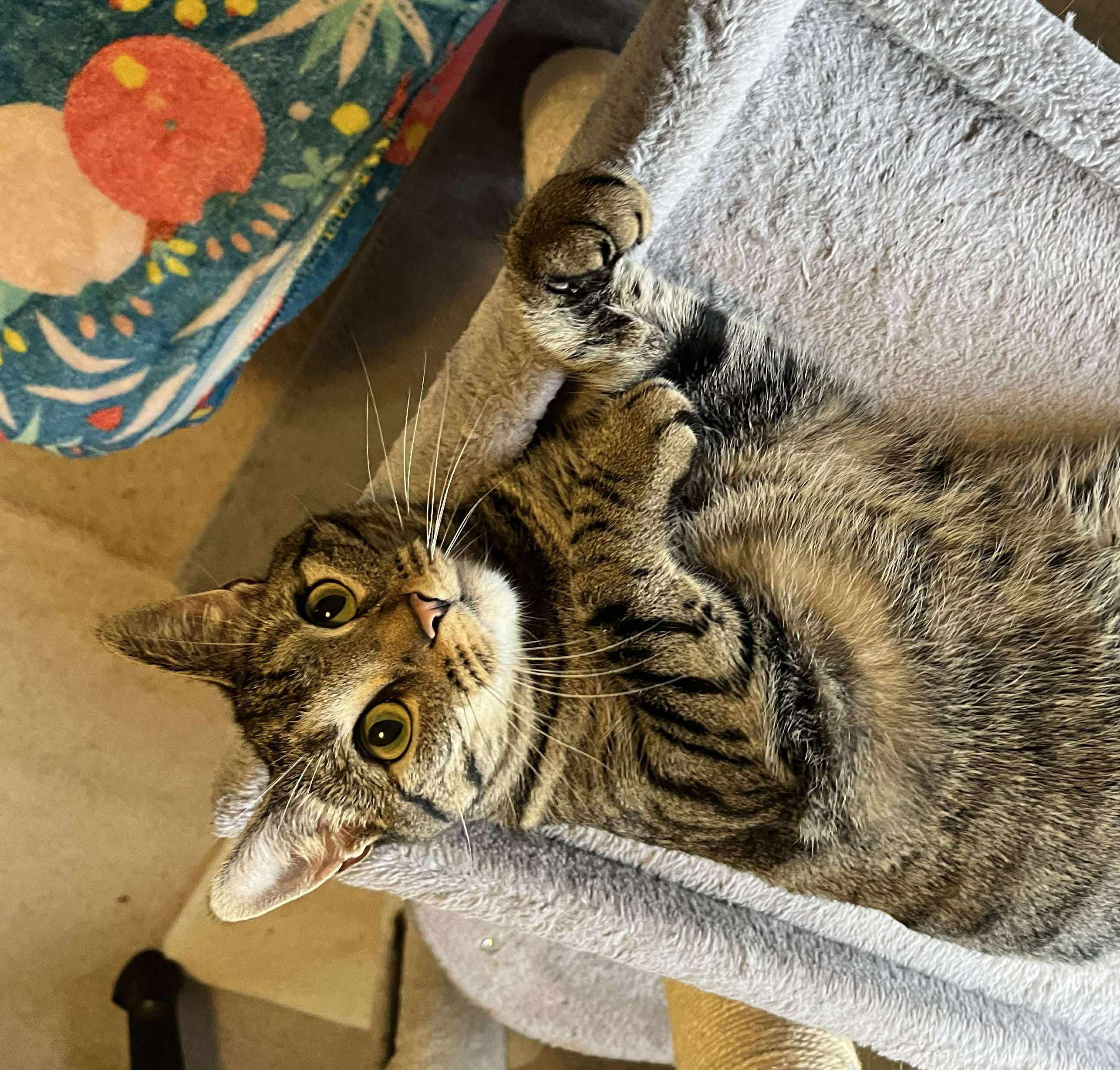 Ashton, a Adoptable Domestic Short Hair in Milwaukee, WI image 2/6