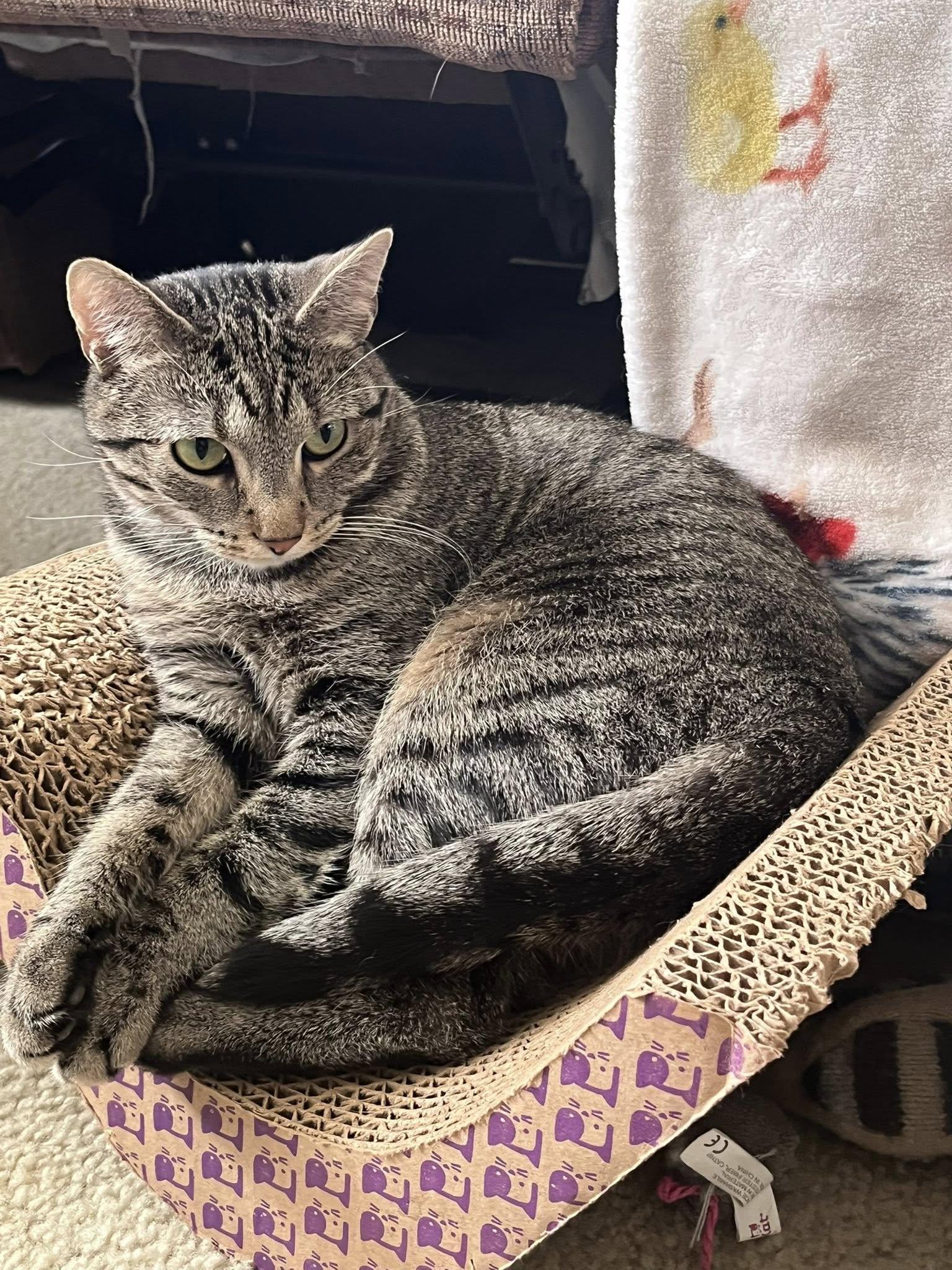 Ashton, a Adoptable Domestic Short Hair in Milwaukee, WI image 3/6