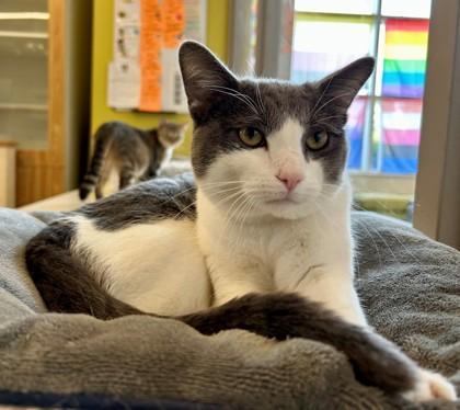 Enlarge Attila, a ADOPTABLE Domestic Short Hair in Downers Grove, IL image 3/3