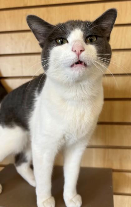 Enlarge Attila, a ADOPTABLE Domestic Short Hair in Downers Grove, IL image 2/3