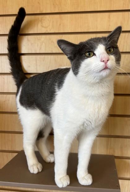 Attila, ADOPTABLE, Adult Male Domestic Short Hair.