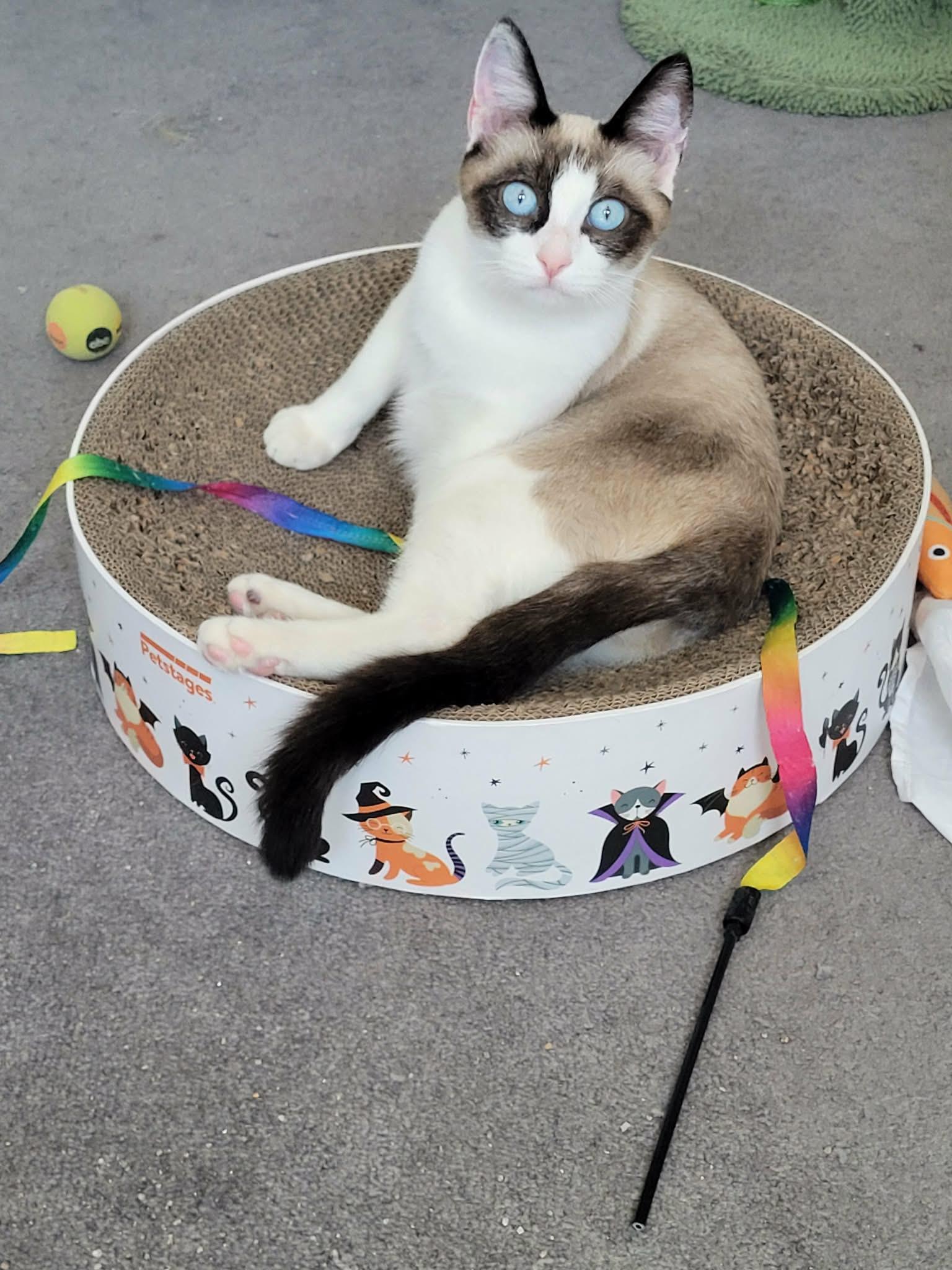 Enlarge POSIE, a ADOPTABLE Snowshoe in Palmdale, CA image 1/4