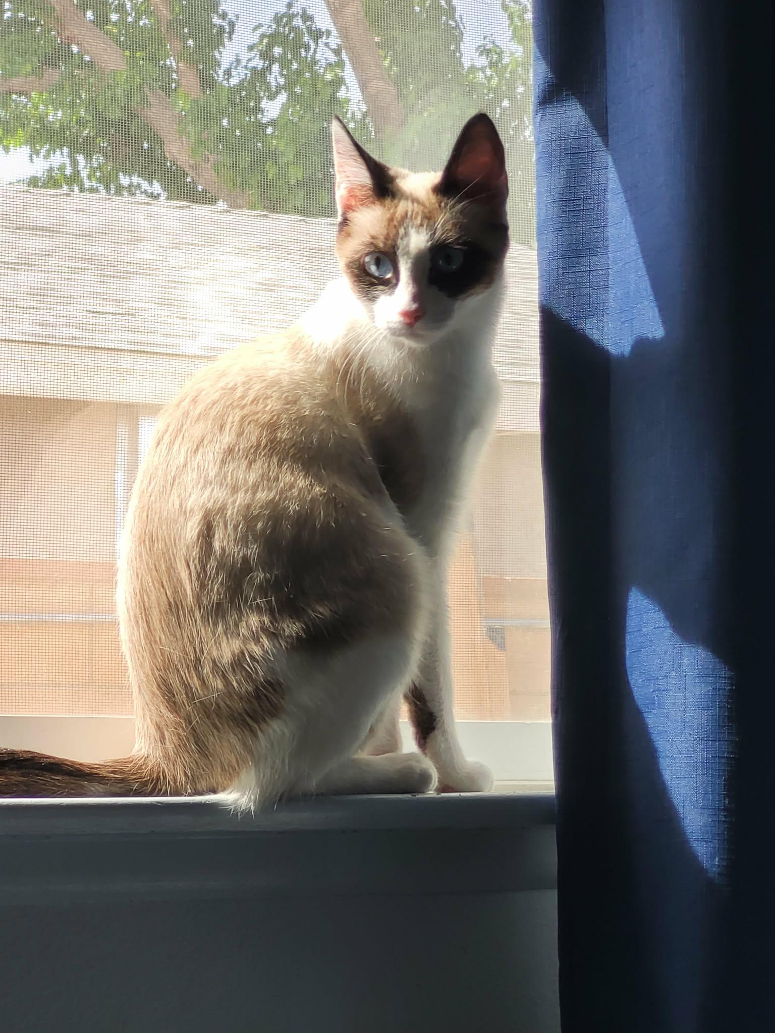 SOPHIE, Adoptable, Kitten Female Snowshoe.