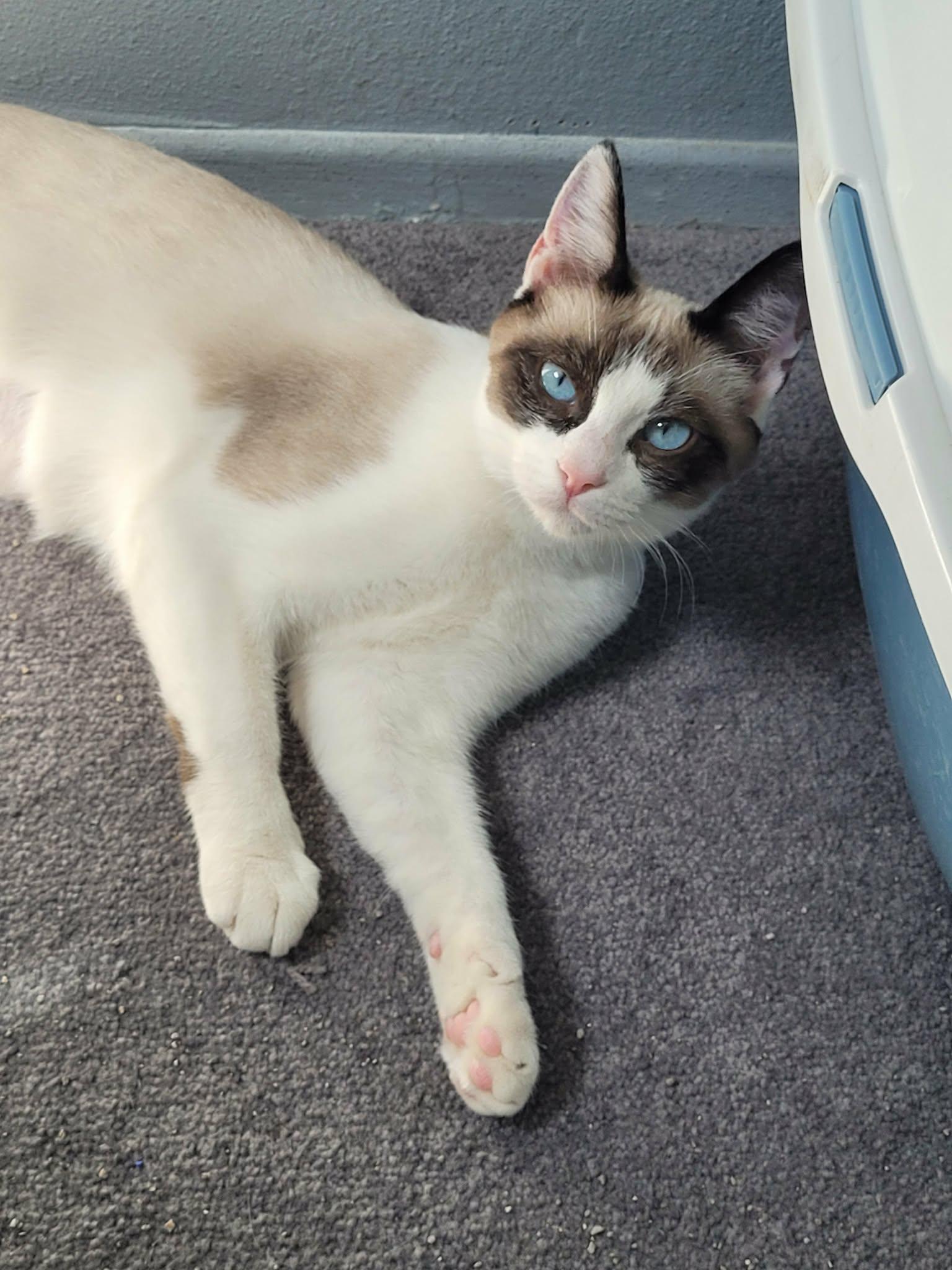 Enlarge POSIE, a ADOPTABLE Snowshoe in Palmdale, CA image 3/4