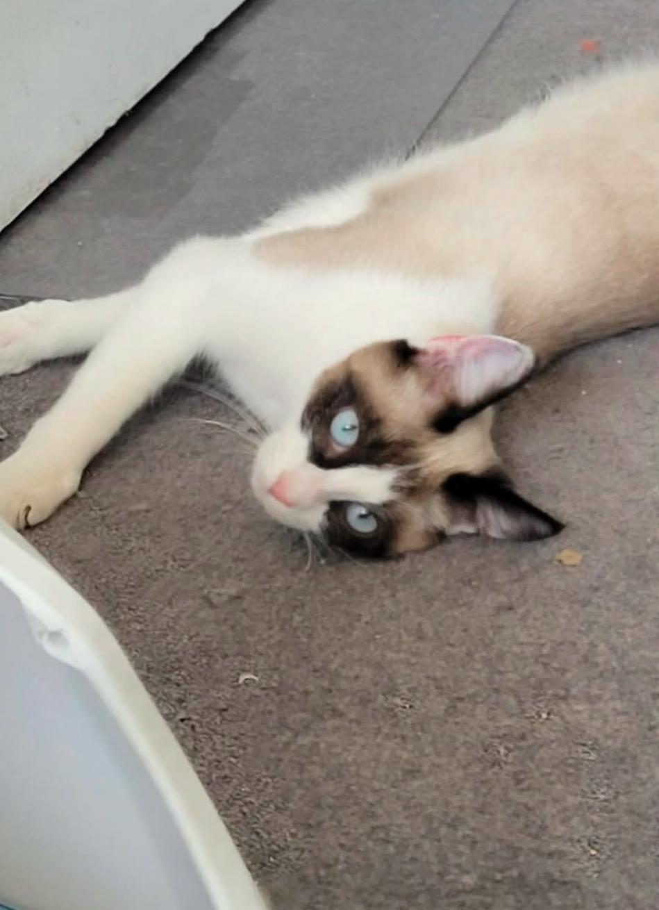Enlarge POSIE, a ADOPTABLE Snowshoe in Palmdale, CA image 2/4