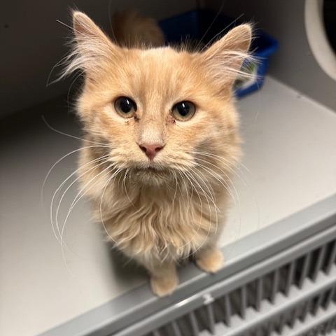 Louie, a Adoptable Domestic Long Hair in Sullivan, IL image 1/3