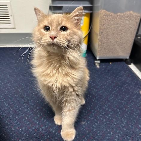 Louie, a Adoptable Domestic Long Hair in Sullivan, IL image 2/3