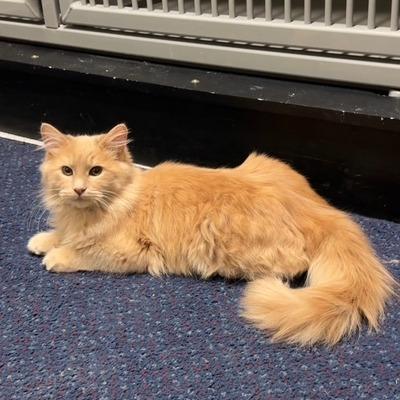 Louie, a Adoptable Domestic Long Hair in Sullivan, IL image 3/3