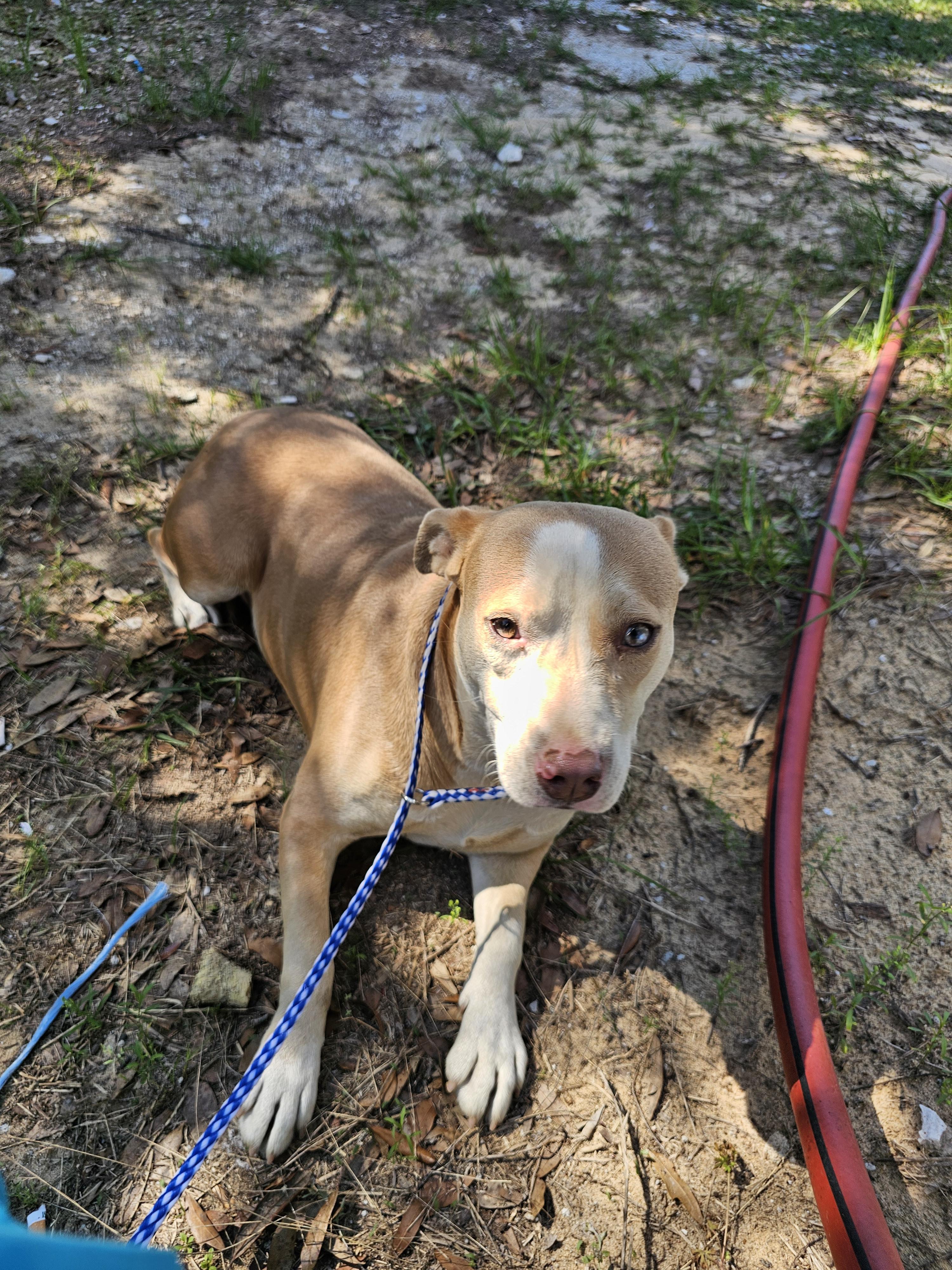 Baby, ADOPTABLE, Young Female Mixed Breed.
