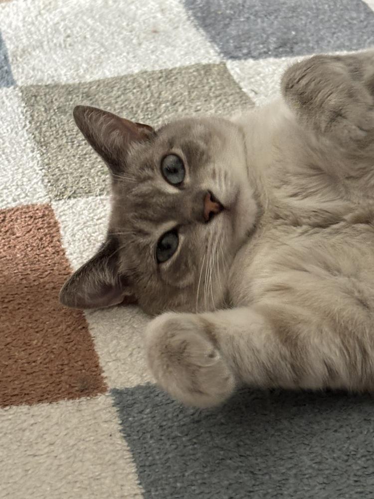 Enlarge Eira (26-044 C), a Adoptable Domestic Short Hair in Lansing, MI image 1/6