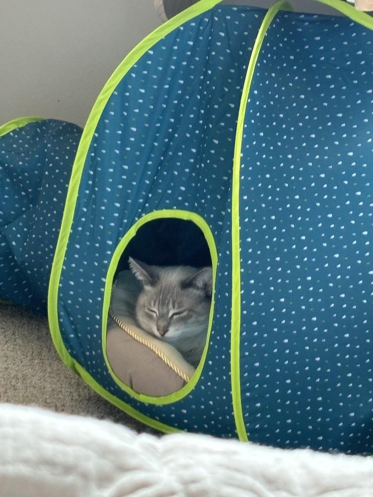 Enlarge Eira (26-044 C), a Adoptable Domestic Short Hair in Lansing, MI image 2/6