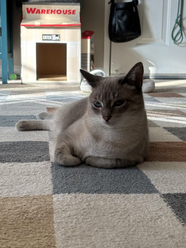 Enlarge Eira (26-044 C), a Adoptable Domestic Short Hair in Lansing, MI image 3/6