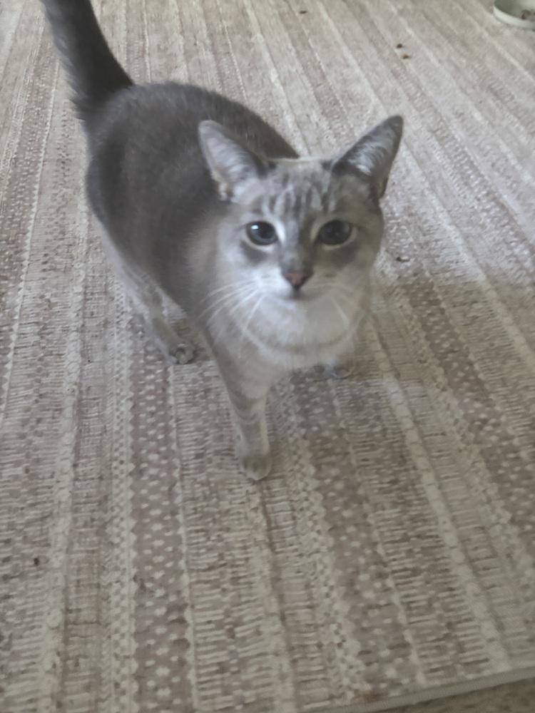 Enlarge Eira (26-044 C), a Adoptable Domestic Short Hair in Lansing, MI image 4/6